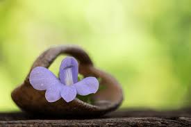 Image result for Barleria setosa