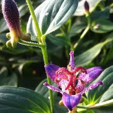 Image result for Triumfetta tenuipedunculata