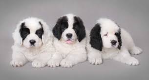 Wholly newfies pups is a dog lovers heaven! White Newfoundland Dog Have You Met The Rare Landseer Newfie