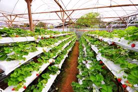 A visit to a bee farm in cameron highlands may not strike you as interesting at first! Strawberry Farm Cameron Highlands Pahang Malaysia Stock Photo Picture And Royalty Free Image Image 16824508