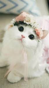 Boss So Cute Tiểu Hoa Hoa In 2020 Cute Cats Cute Animals Beautiful Kittens