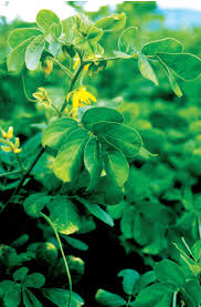 Image result for Senna obtusifolia