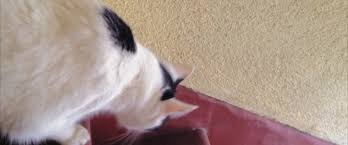 Entre os convidados que devem chegar a este evento estão os gatos membros da tribo dos eleitos. Shedding 2019 Yify Download Movie Torrent Yts