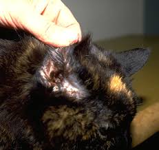 Image result for what do otodectes cynotis look like in dog fur