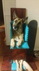 Top 12 Foods Your Dog Should Never Eat Bailey Chair For Dogs Dog Chair Dogs