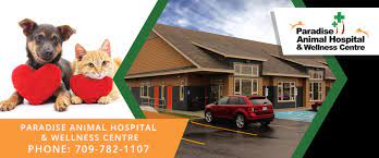 The veterinary rehabilitation and wellness center is a 1500 square foot state of the art physical rehabilitation center located inside starkey ranch animal hospital, a full service animal hospital. Paradise Animal Hospital Wellness Centre