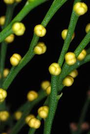 Image result for Leptochloa uniflora