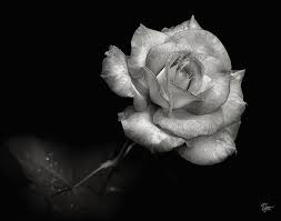 Burgundycolors 80 Meaningful Rose Tattoo Ideas For Men