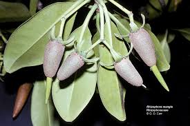 Image result for Rhizophora racemosa