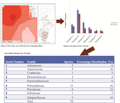Image result for Trichomanes crispiforme