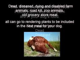 Is it legit or simply hype? Commercial Dog Food Exposed Youtube