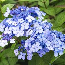 Image result for Hydrangea