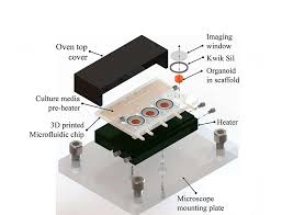 Temporary loss of consciousness or electric power. 3d Printed Microfluidic Bioreactor For Brain Organoid Culture Medgadget