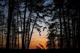 Silhouette of tree near body of water during beautiful sunset. Include The True Value Of Nature When Rebuilding Economies After Coronavirus