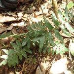 Image result for Asplenium macrophlebium