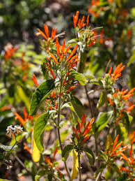 Image result for Justicia heterocarpa