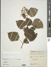 Image result for Clerodendrum tricholobum