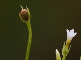 Image result for Exochaenium exiguum