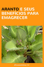 Aranto Emagrece Sim Ou Nao Conheca Os Beneficios Dessa Planta Ervas Curativas Ervas Medicinais Chas Medicinais