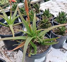 Image result for Aloe greatheadii