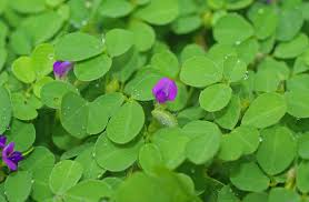 Image result for Grona triflora