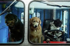 Si te ha gustado el tema de la película, te invitamos a que le eches un ojo al género animales disponible. Cats Dogs 3 Paws Unite Comes To Dvd And Digital Blazing Minds