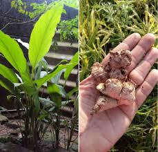 I love growing ginger organically, and you can too. How To Grow Ginger At Home A Complete Guide Gardening Tips