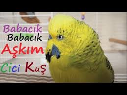 Babacik Askim Cici Kus Opucuk Islik Sesi 1 Saat Konusan Muhabbet Kusu Sesi Fistik Dinlet Konussun Youtube