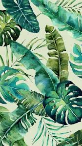 Jual produk poster gambar daun monstera murah dan terlengkap agustus 2020 bukalapak. Leaf Plant Monstera Deliciosa Flower Terrestrial Plant Botany Arte Tropical Gocase Wallpapers Natureza