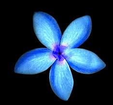 Blue Plumeria Blue Plumeria Jpg Plumeria Tattoo Plumeria Flowers Unusual Flowers