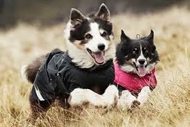 Hurtta Summit Parka Dog Coat Products Dog Winter Coat