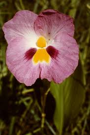 Image result for Siphonochilus
