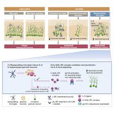 You can buy the vouchers through epay at participating shell stations for the screening at bp healthcare centres listed below. Repopulating Microglia Promote Brain Repair In An Il 6 Dependent Manner Sciencedirect