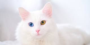 Makanan dengan sumber protein super tinggi. Pentingnya Kadar Protein Tinggi Dalam Makanan Kucing Angora Ini Manfaatnya Merdeka Com