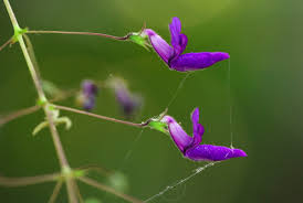 Image result for Equilabium