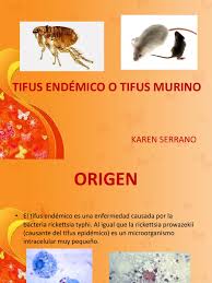 Common symptoms include fever, headache, and a rash. Expo 1 Tifus Endemico Medicina Veterinaria Epidemiologia