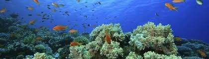 Gratis untuk komersial tidak perlu kredit bebas hak cipta. Taman Laut Olele Visit Gorontalo