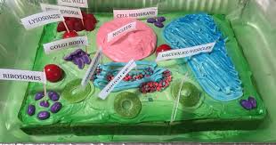 A few years back, my son had to make a 3d plant cell for science class. Iy3ysm6687nlzm