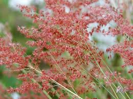 Image result for Melinis repens