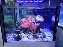 Pin On Fishes Corals