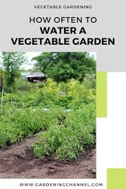 Keep reading to find a good watering plan for your plants. How Often Do I Need To Water A Vegetable Garden Gardening Channel