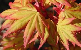 Image result for Acer palmatum `Orange Dream`