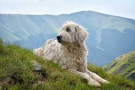Maybe you would like to learn more about one of these? CiobÄƒnesc Romanesc Mioritic Informationen Und Bilder Passion Hund