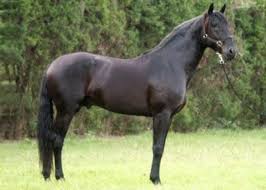 Cavalo Argentino | cavalos