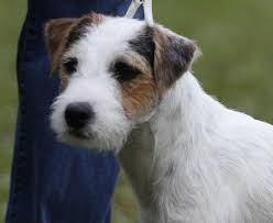 Parson Russell Terrier Jack Russell Grand Champion Blue Ridge S Tnt Pandemonium Parson Russell Terrier Jack Russell Terrier Puppies Jack Russell