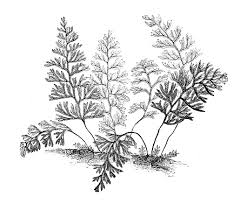 Image result for Hymenophyllum tunbridgense