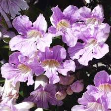 Image result for Bignonia callistegioides