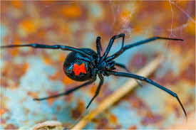 Venom of the black widow spider interferes with this neurotransmitter. Acute Urinary Retention After Black Widow Envenomation A Case Report Canadian Journal Of Emergency Medicine Cambridge Core