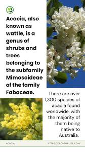 Image result for Fabaceae subfamily Mimosoideae