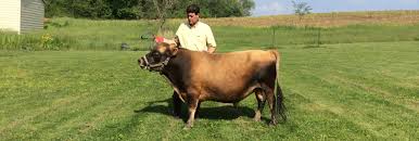 Calculate the dressing weight by multiplying the total living weight by 55 to 65 percent. Miniature Jerseys A Breed Profile